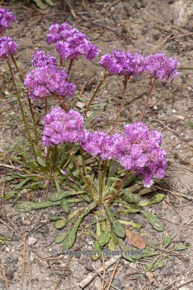 calyptridium monospermum 8 graphic